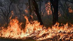 عاجل اندلاع حريق غابات في مقاطعه يوننان الصينيه