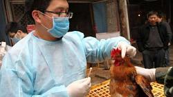 كل ما تريد معرفته عن سلاله انفلونزا الطيور الحديثه بعد ظهورها في الصين