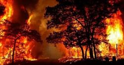 قبرص تنجح فى السيطره على حريق غابات لم تشهده البلاد منذ عقود