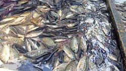 سعر السمك في سوق قضاعة اليوم يصل سعر الكالاماري إلى 170 جنيها