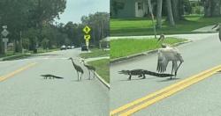 تمساح صغير يقود مجموعه طيور لعبور طريق سيارات فى ولايه فلوريدا فيديو
