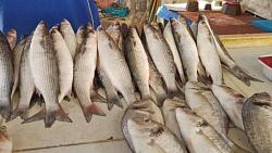 سعر الأسماك في سوق Aote اليوم جمبري ، بلطي و سمك