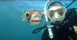 غواص يلتقط صورة سيلفي مع سمكته اللطيفة في أستراليا