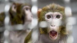 اعراض الفيروس القردي طفح جلدي واصابه الليمفاويه والتناسليه