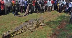تصطاد التماسيح بعد 14 عاما من قتل سكان القرى الأوغندية صورة