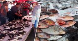 سعر الأسماك في سوق قضاعة اليوم مزارع البلطي منخفضة
