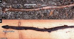 العثور على عصا على شكل ثعبان بفنلندا عمرها 4400 عام هل استخدمت فى السحر؟