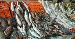 سعر الأسماك في سوق Aote اليوم يتراوح ارتفاع البلطي المستزرع من 20 إلى 26 رطلاً