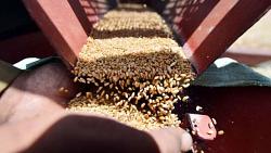انخفاض عالمي في القمح والذره وفول الصويا اليوم تعرف ما هو السعر