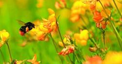 تعرف على أفضل العلاجات والأدوية لسعات النحل ، وكيفية تخفيف الألم بسرعة