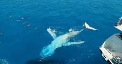 عرض مذهل لاثنين من حيتان الاوركا القاتله امام غواصين فى استراليا فيديو