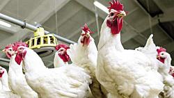 أسعار الدواجن اليوم هي استقرار الدجاج وارتفاع أسعار البيض