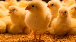 أسعار الدجاج الأبيض في السوق المحلي اليوم الاثنين ٤ أبريل ٢٠٢٢