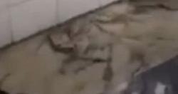 ثعبان يتجول داخل مستشفى فى العراق والزوار يحاولون قتله بالاحذيه فيديو