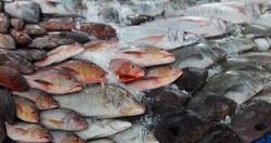 سعر الأسماك في سوق Aote اليوم يتراوح وزن السمكة بين 3248 رطلاً للكيلوغرام الواحد