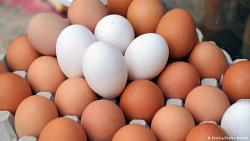 البلدي بـ48 ثبات سعر البيض في المحلات رغم انخفاضها بالمزارع