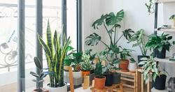اعرفى انواع النباتات المناسبه لكل غرفه داخل المنزل لبيت جميل وصحى
