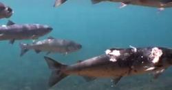 فيديو صادم سمك السلمون يتقوم بعرض لحروق فى نهر كولومبيا بامريكا