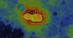 تجاوز عدد حالات الإصابة بفيروس كورونا المستجد العالمي COVID21 التابع لجامعة جونز هوبكنز 400 مليون حالة
