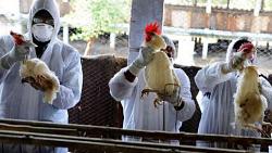 تفاصيل فيديو لأول حالة إصابة بإنفلونزا الطيور في الصين