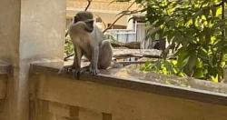التحفظ على مالك القردين الهاربين بحدائق الاهرام في الجيزه