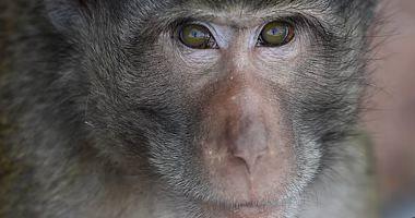 The monkeys of monkeys are a rare virus that develops for a skin and fever and cause death