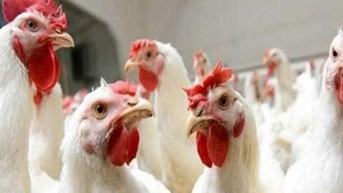 Poultry prices today Thursday 192022 in Egypt white chicks at 37 pounds