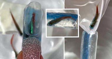 Live fish within the nails new kicking for a Russian beauty salon raises anger