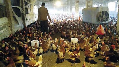 The decisions of feed companies warn the exit of the dedicated breeders of poultry farms