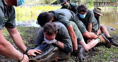 12 guard in an Australian garden that cable a huge crocodile to prevent it from reptile harm