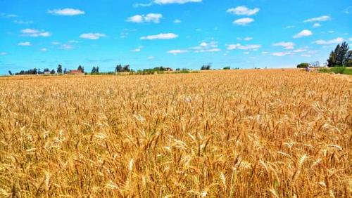 Weak production falls with Canadian wheat exports the fifth largest global producer