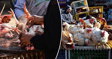 Poultry prices Sunday 27 pounds per kilo on the farm