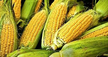 Egyptian imports from corn exceed $ 148 million in May