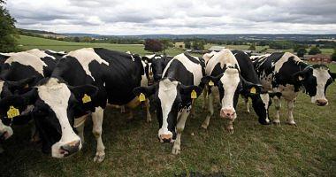 $ 21 million Imports of Egypt from live cows in one month
