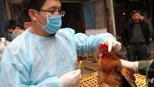 All you want to know about the new bird flu strain after appearing in China