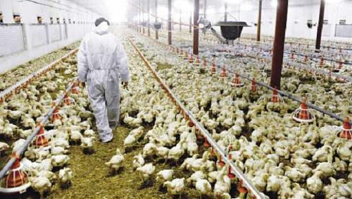 The Head of Poultry Division is LE loss of farms after rising fodder prices
