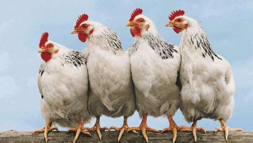 Poultry Stock Exchange Thursday 992021 in Egypt