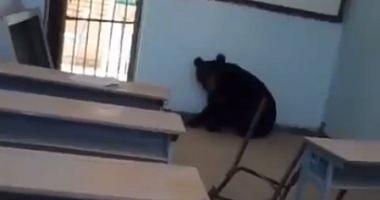 A black bear breaks into an agricultural plant southern Iran
