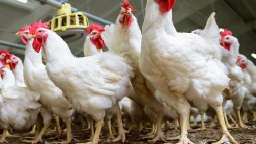 The head of the Poultry Division We expect prices to decrease by the blessed Eid Al Adha