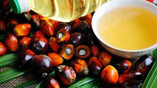 A new rise in the prices of Malaysian oils with expectations to retract the export ban