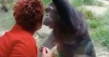 A zoo prevents a lady from a chimpanzi visit to its close relationship with him know why