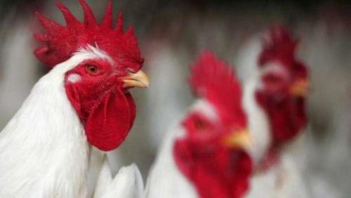 Poultry prices on Monday 11102021 in Egypt