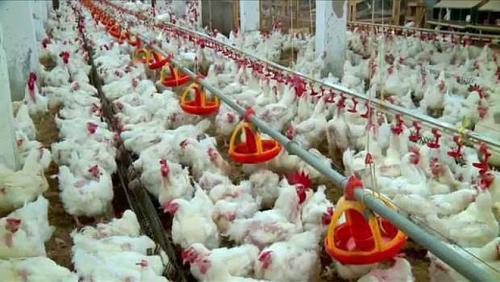 High feed prices are strongly pressuring poultry farms
