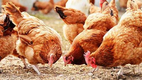 Poultry Stock Exchange prices Tuesday 1152021 in Egypt