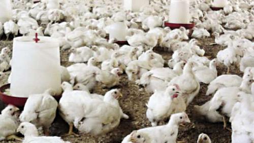 After increasing tons of feed for 9000 pounds Poultry prices continue to rise
