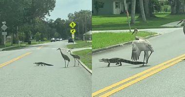 A small crocodile leads a bird group to crossing cars in Florida video