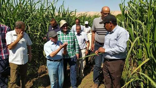 A delegation from agriculture inspecting the production of sugar cane seedlings and combating the worm of the crowd in Aswan