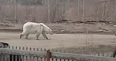 A hungry polar bear puts a Russian village under the siege I know the story