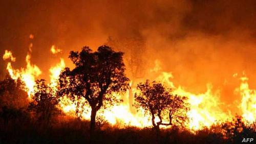 Algeria forest fires kill more than 40 people photos and video