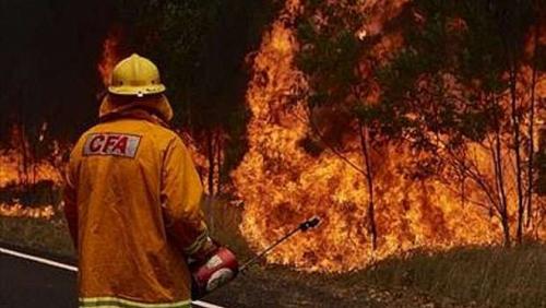 Forest fires continue in California and attempts to protect Sucia trees